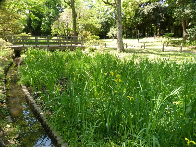 ハナショウブの中に雑草が茂る