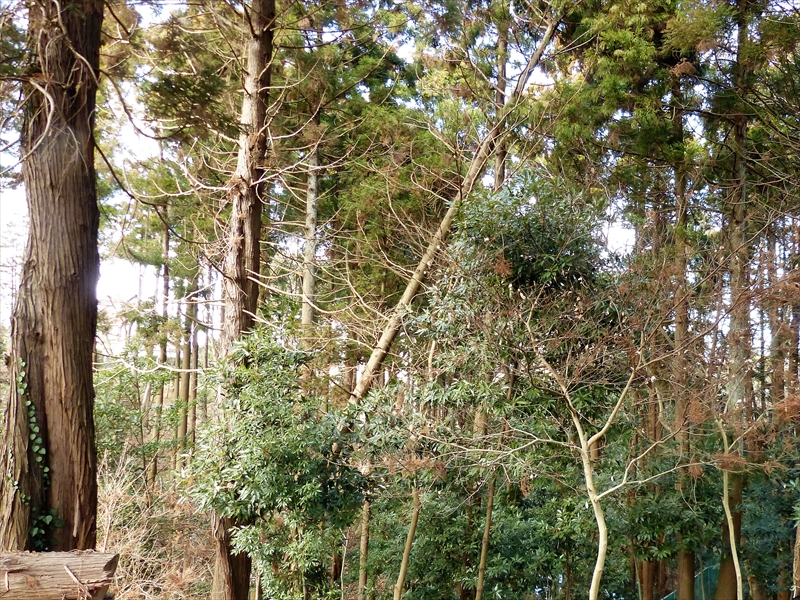 折れた杉の木全景