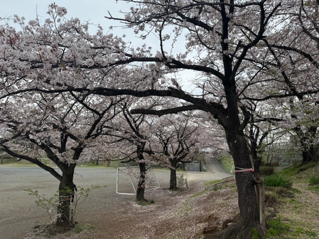 桜