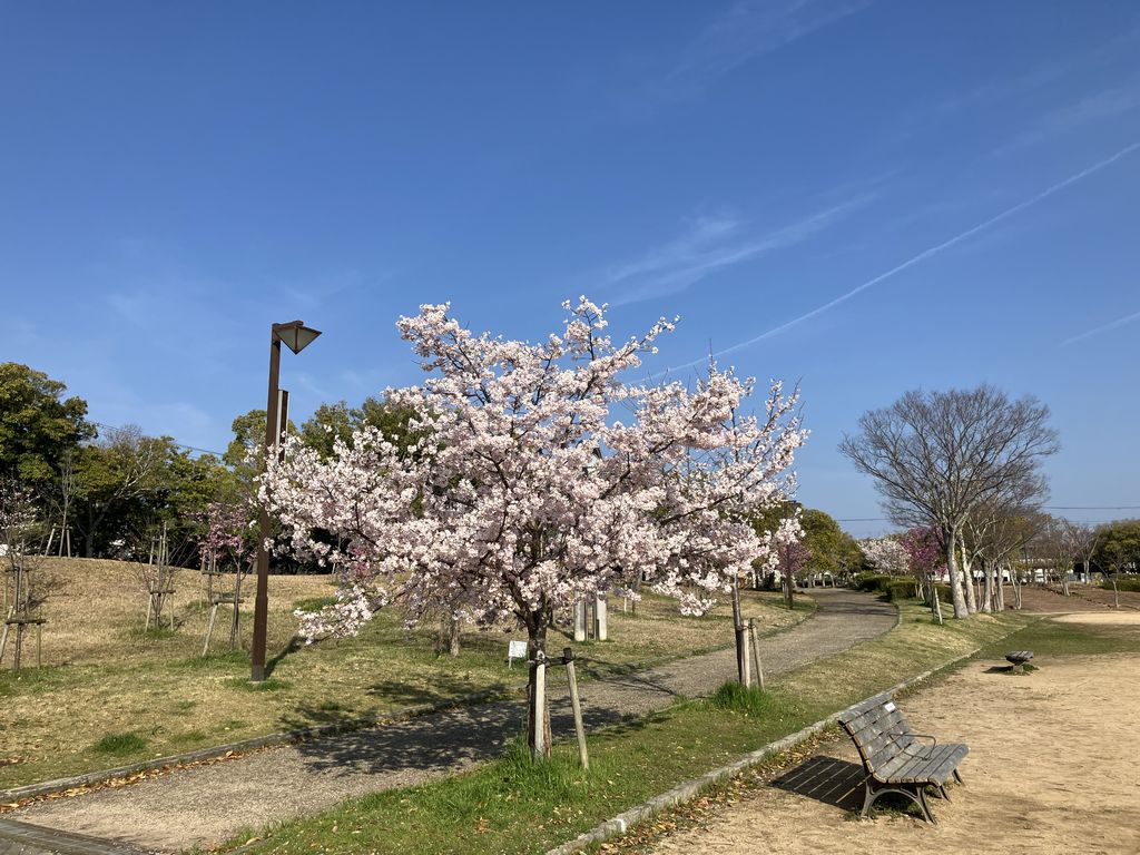 あかしあ台公園のさくら