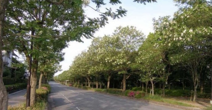 リング道路の街路樹植替え工事