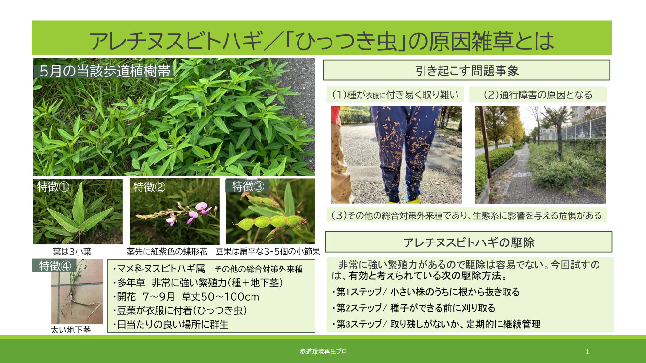 「ひっつき虫」駆除大作戦！開催速報
