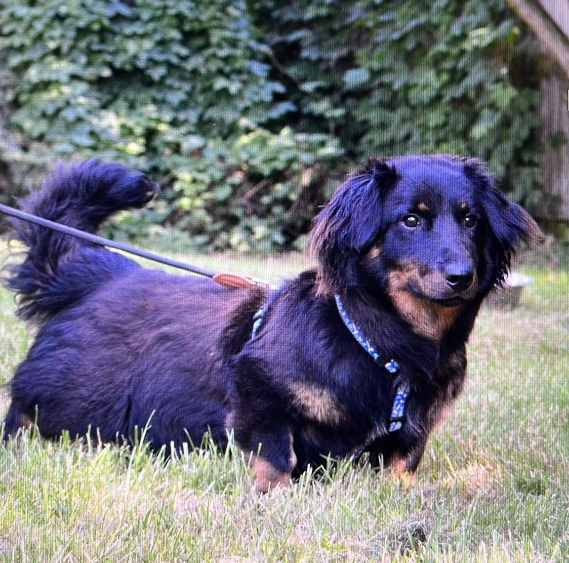 Nilo (Rüde)