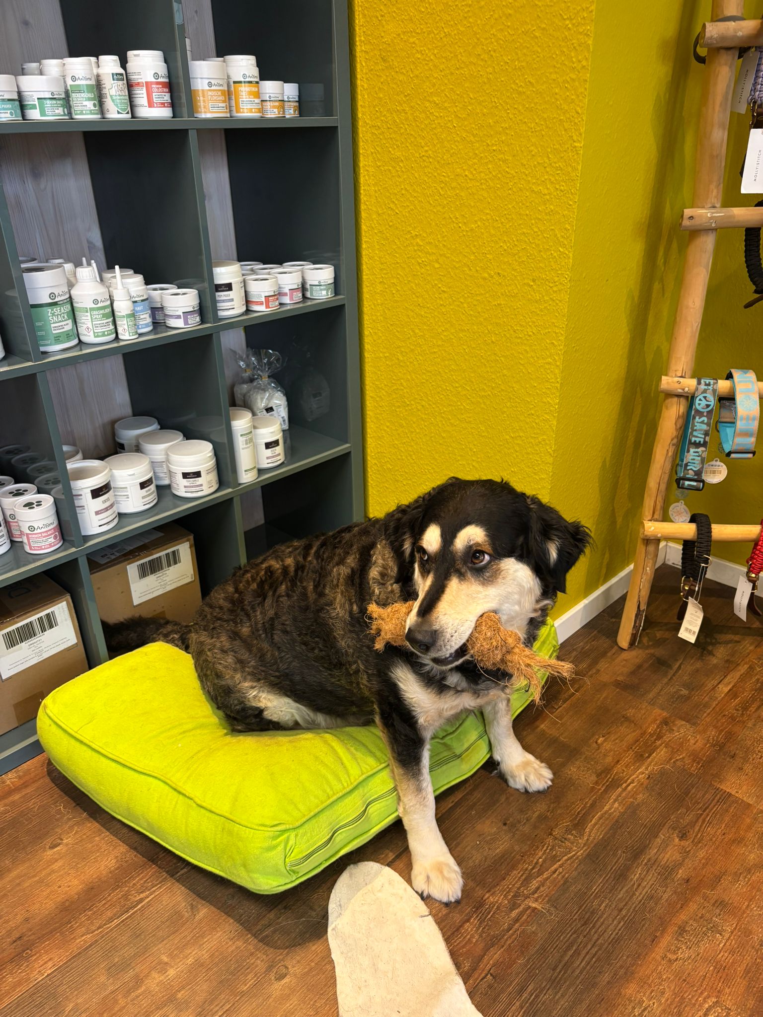 Bobah bei Frank im Laden. Sie liebt es.