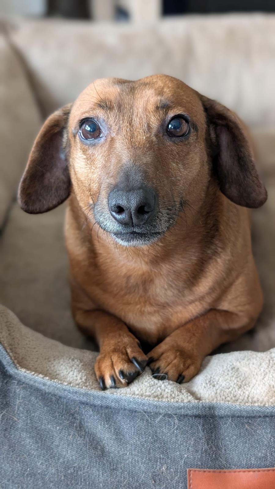 Marlene