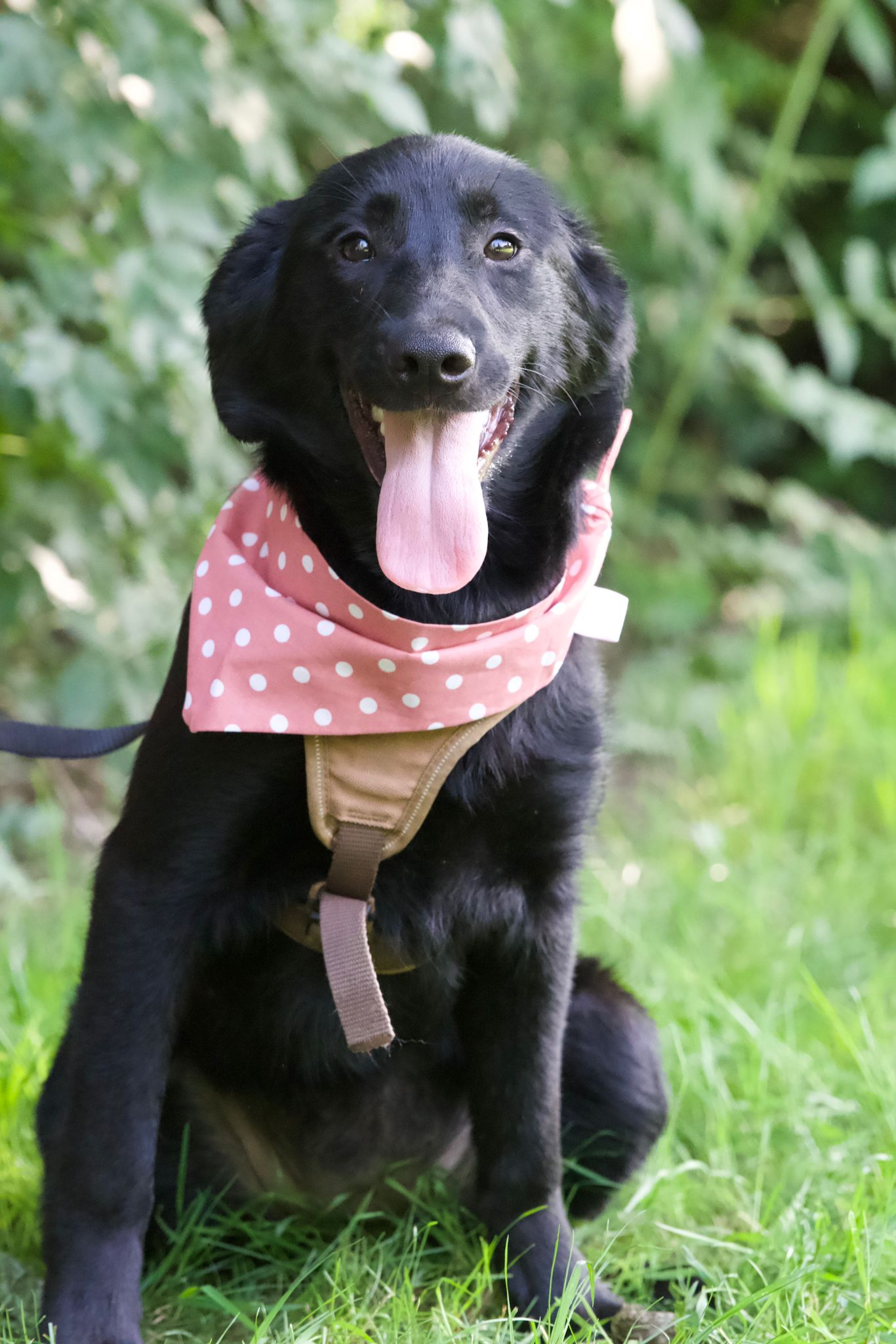 Jara
