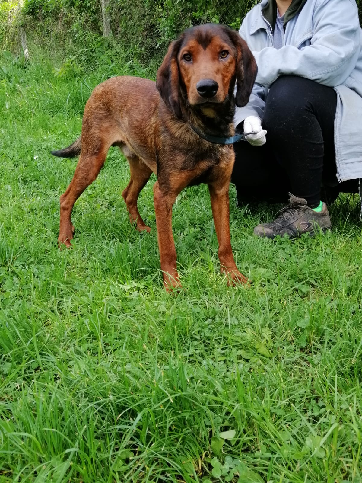 Sokol Lesika Hundehilfe