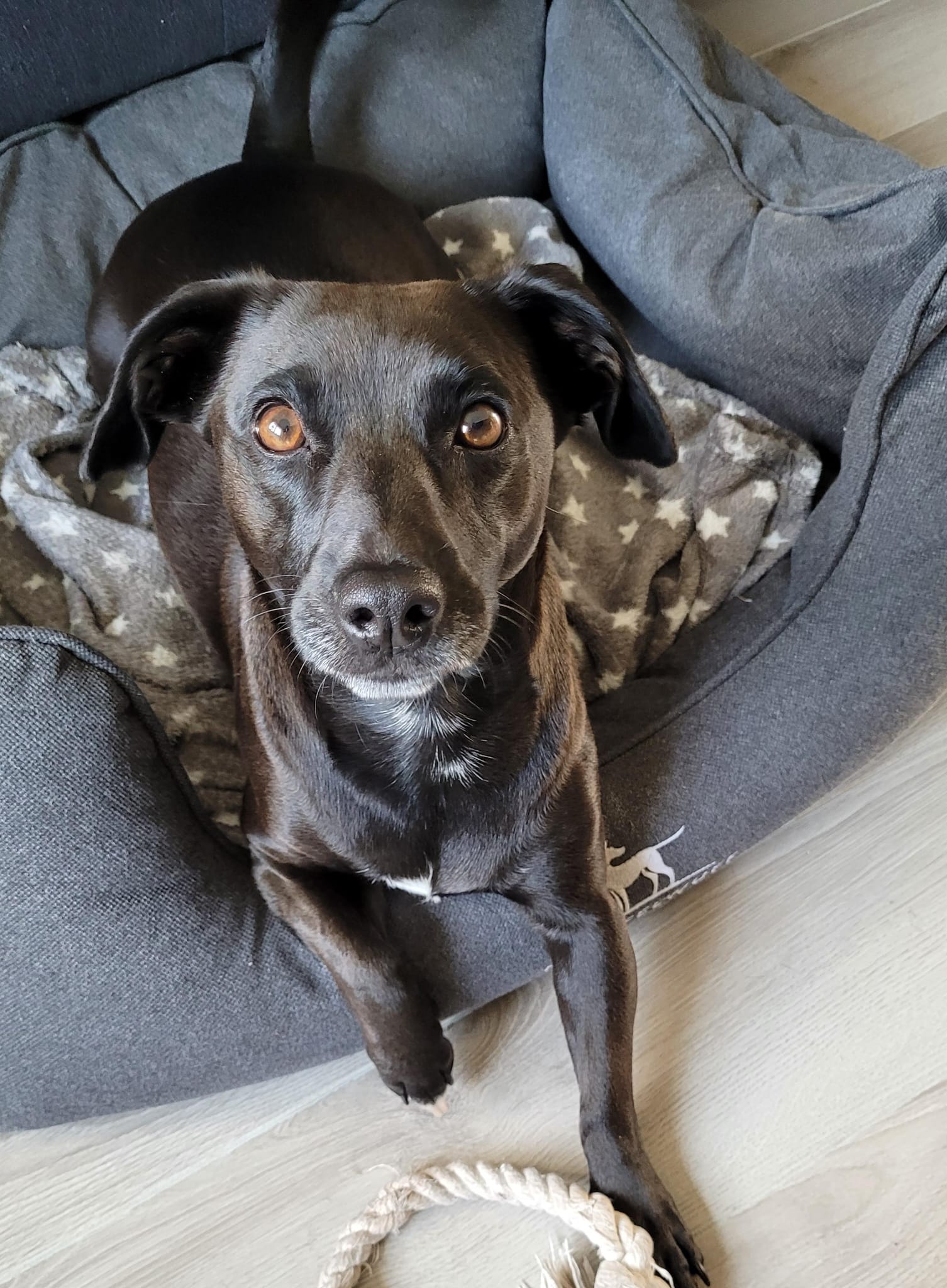 Ella