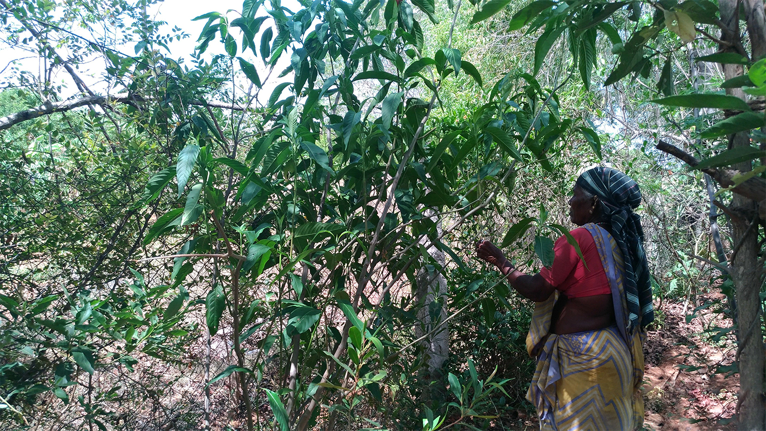 Medicinal Plant Garden - Sharing with the Community