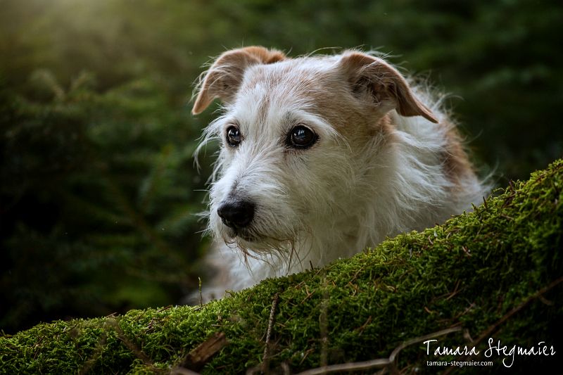 Hexies Blick 1 Das Perfekte Herz Mupfl1s Webseite