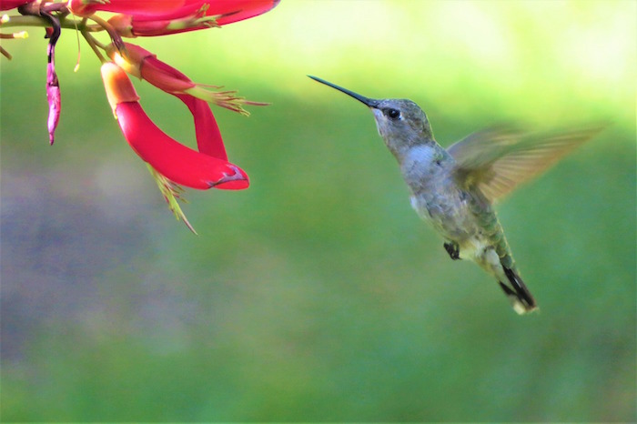 Que deviennent les élèves qui sortent d'1, 2, 3 Colibris ?
