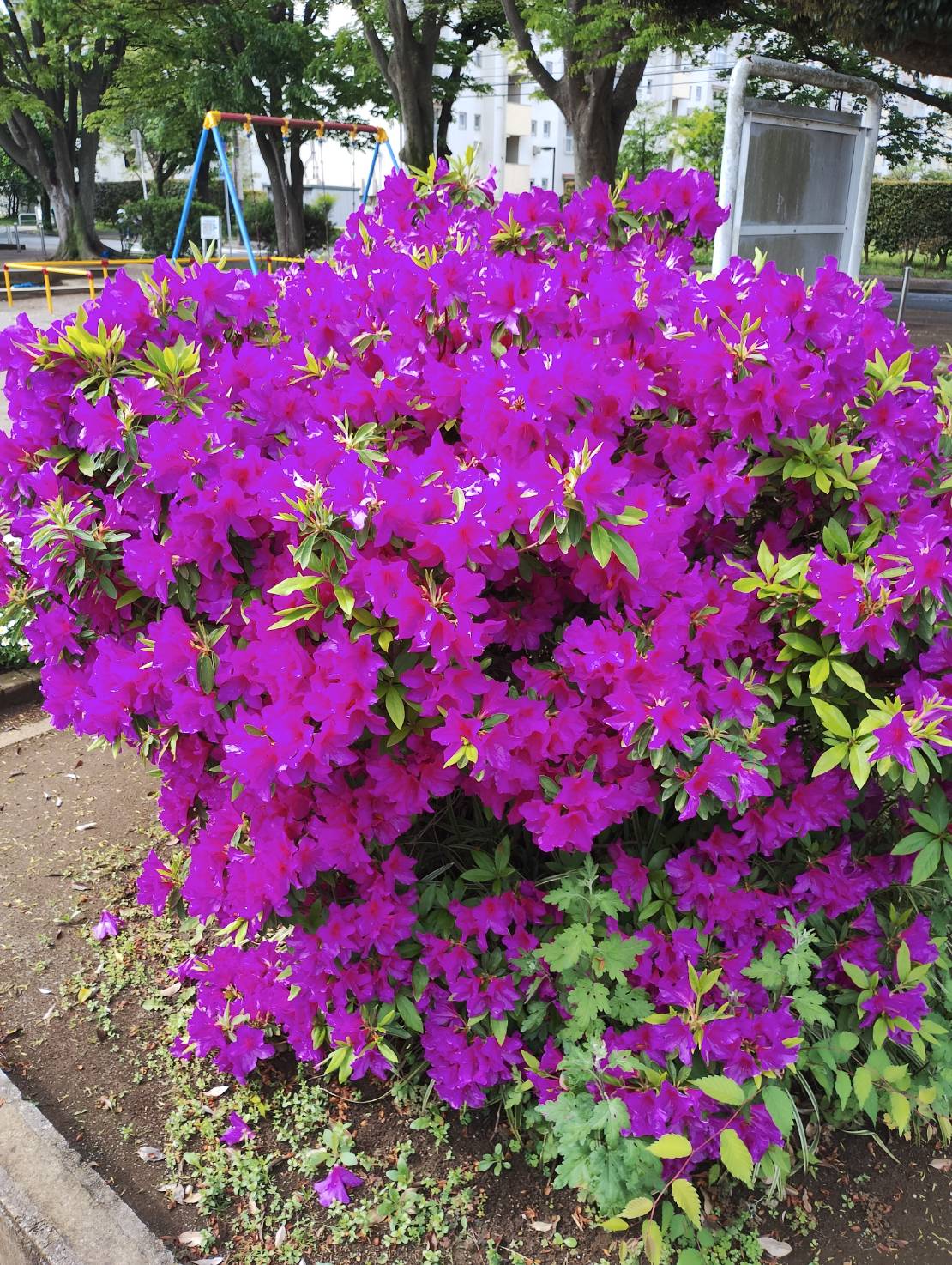 Azaleas are beautiful