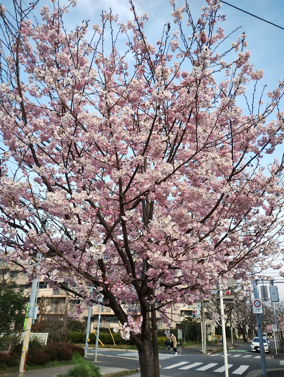 満開