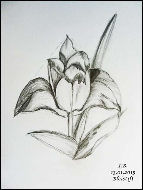 Bleistiftzeichnung Blüten