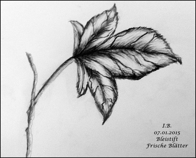 Bleistiftzeichnung Blätter