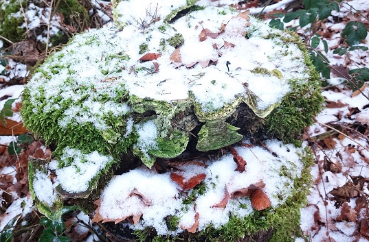 Schnee im Wald