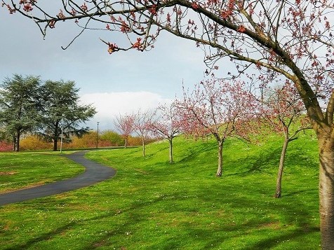 Frühling in der Rheinaue
