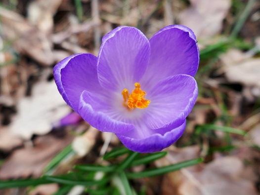 Krokus