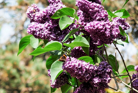 Fliederblüte