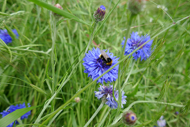 Kornblume