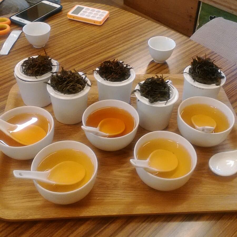 TEA TASTING 吉田茶園