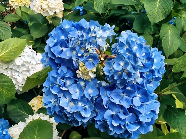 ６月体験会申込みスタート！