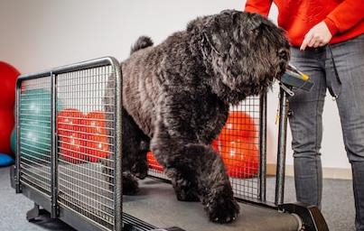 Chien utilisant un tapis roulant