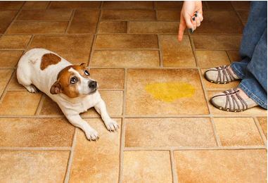 Photo d'un chien ayant uriné