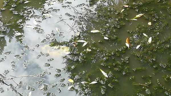 Grave pollution du ru  Saint Marc, affluent de la Bièvre