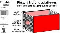 Piège à frelons