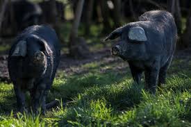 Visiter les éleveurs de races anciennes dans le Gers, en Occitanie, près de Lassenat éco-maison d'Hôtes en Gascogne, chambre d'Hôtes de charme, table d'hôtes gourmande, bio et locavore, destination campagne, écotourisme et slowtourisme.