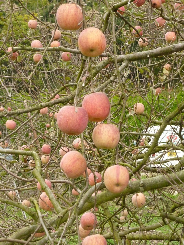 奈良県桜井市　森岡利博みかん園のりんご