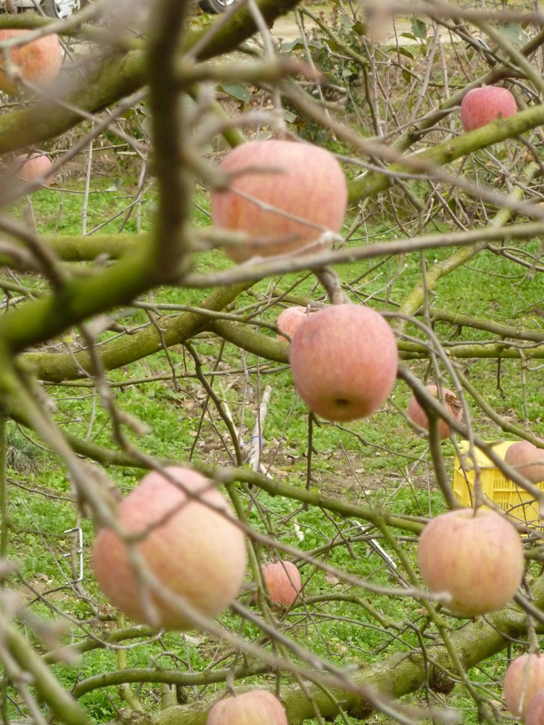 奈良県桜井市　森岡利博みかん園のりんご