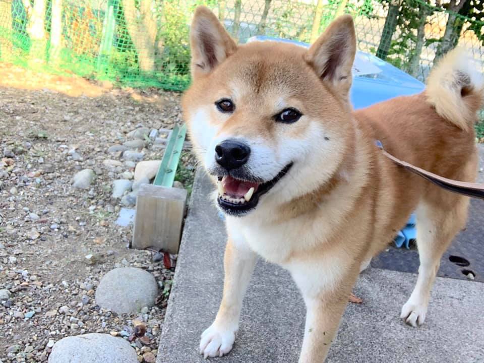 おさんぽ会のわんこ かんた Happy Choice 犬と猫と人のために