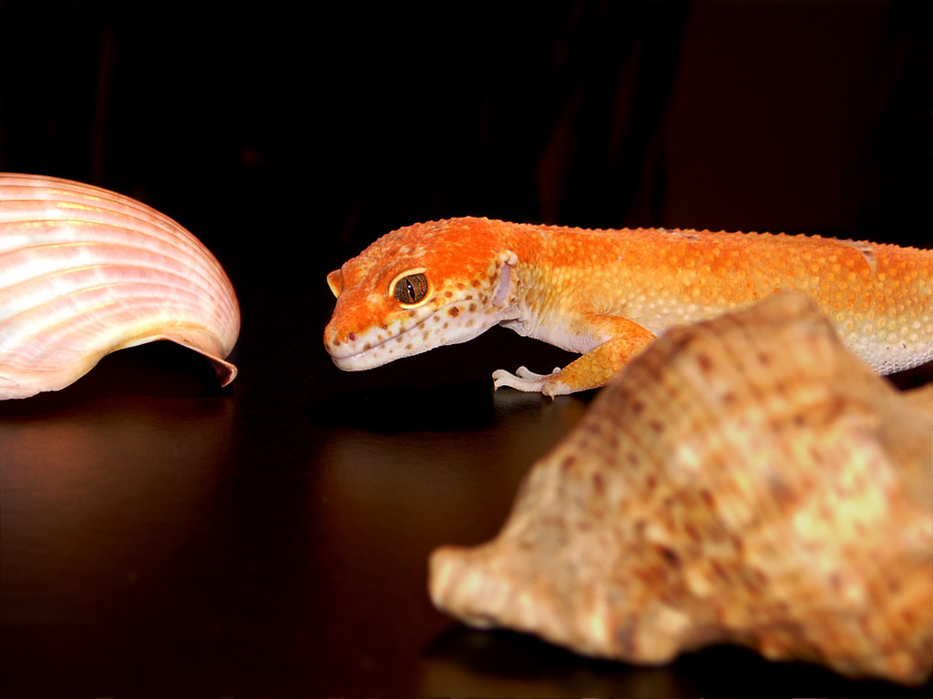 Aptor Enigma - Foto 18. September 2011