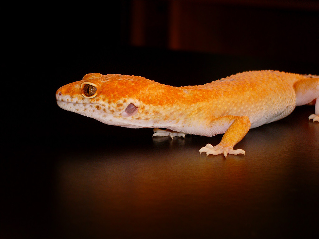 Aptor Enigma - Foto 18. September 2011