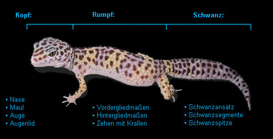 Anatomie Leopardgecko