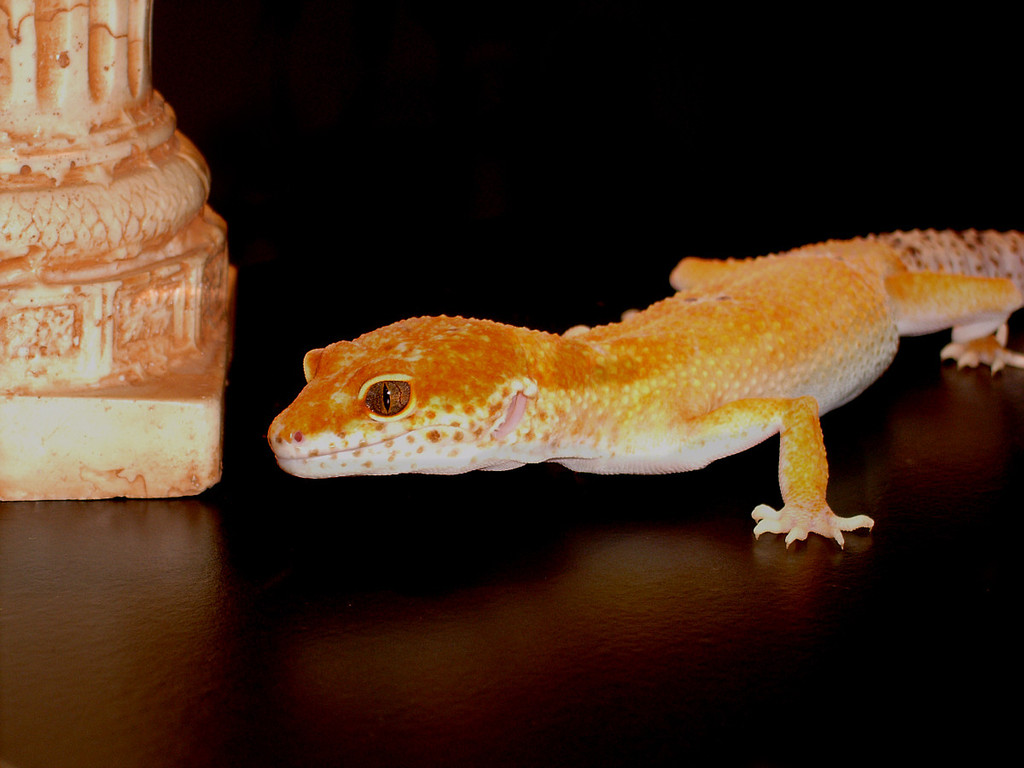 Aptor Enigma - Foto 18. September 2011