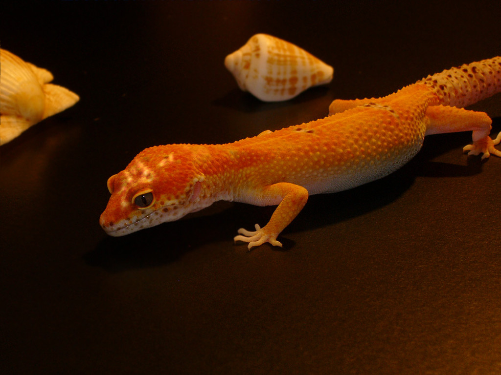 Aptor Enigma - Foto 18. September 2011