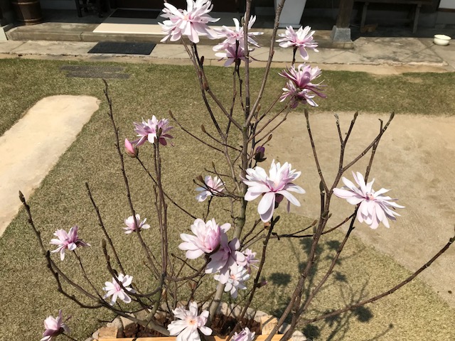 こぶしの花 服工房