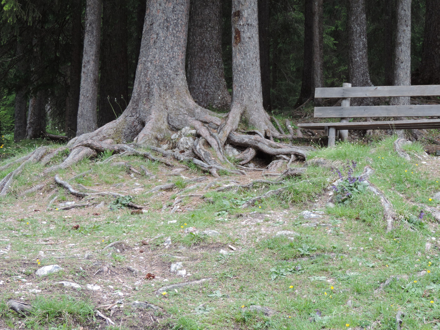 am Pragser Wildsee