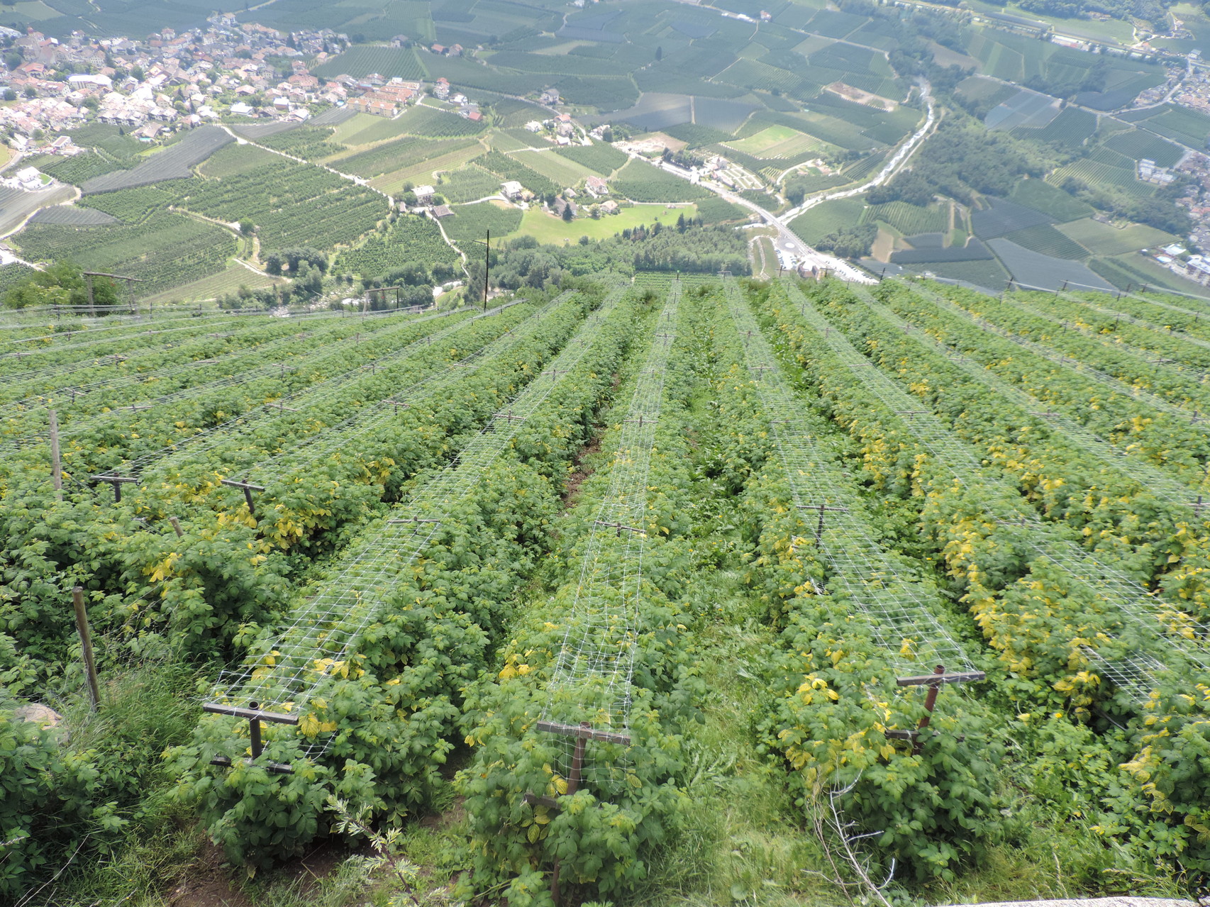 Himbeeren am Dursterhof