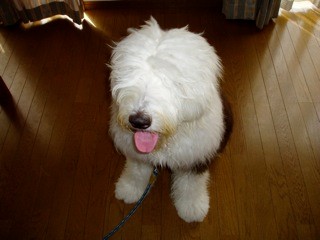 アランくん　 2008年8月21日木曜日 犬との暮らし方教室に子犬の時から参加してくれてます。