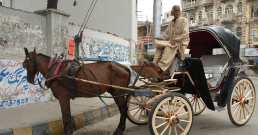 Victoria horse drawn buggies