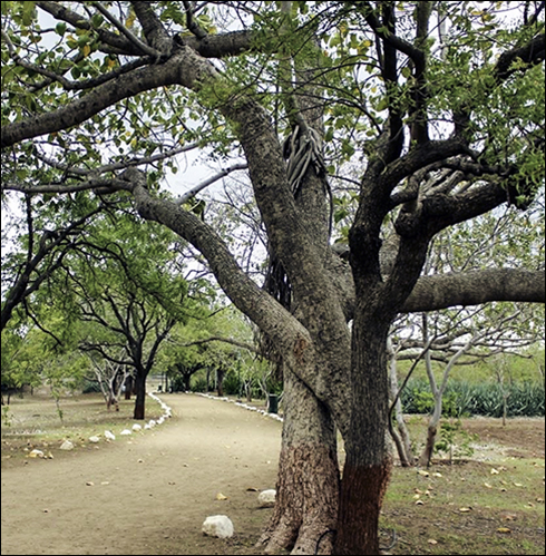 One of the banyan trees along the path. 