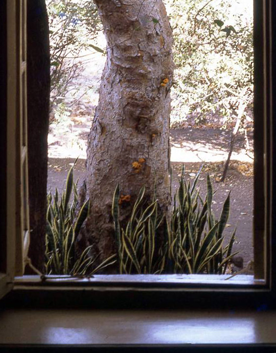 View of the tree from inside Mehera's window. Photo from Anne Giles