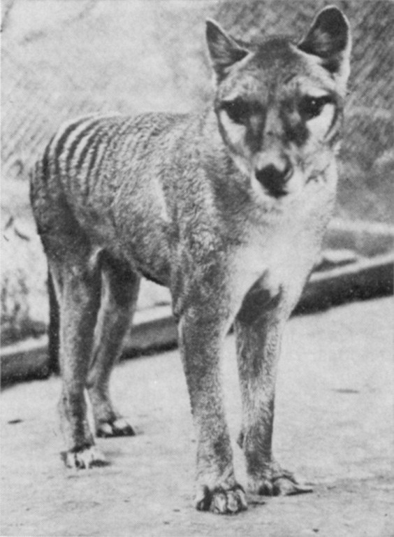 Tasmanian Tiger ( now extinct )
