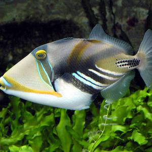 2016 ; Picasso Tigerfish 