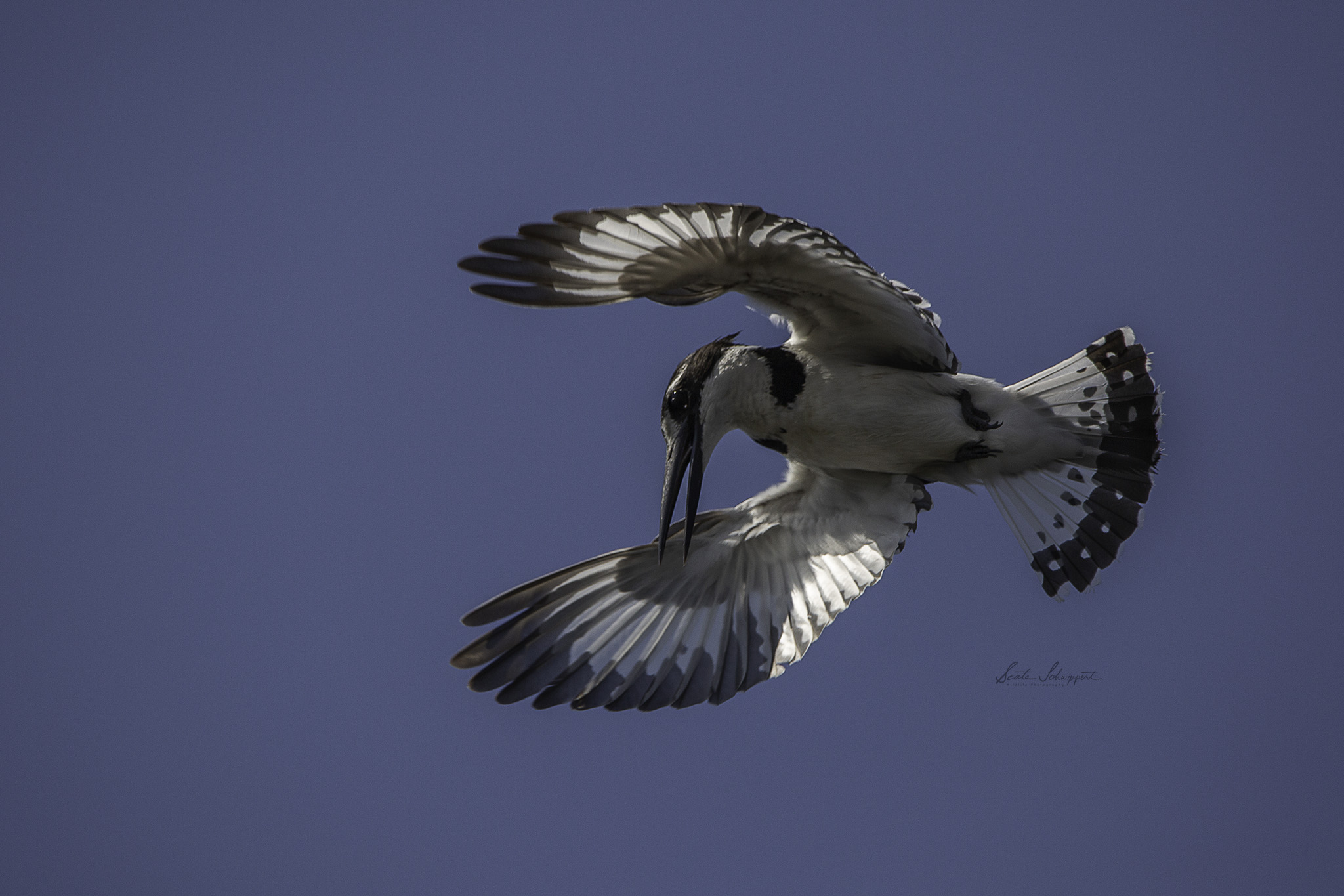 Pied Kingfisher flyover