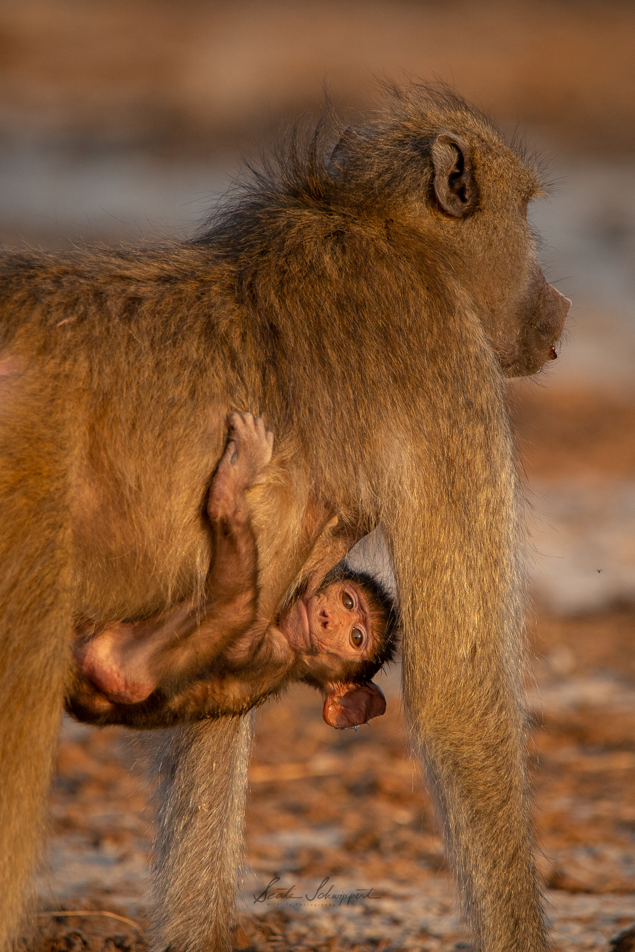 Little cheeky guy